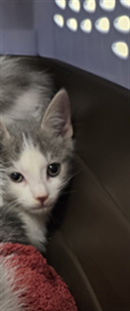 Adoptable Cat