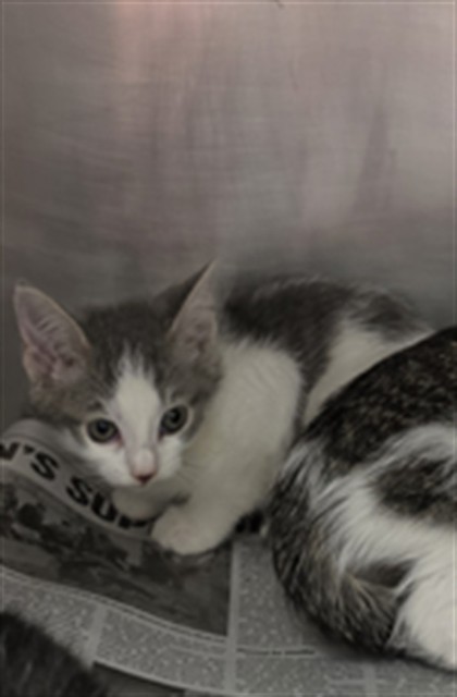 Adoptable Cat
