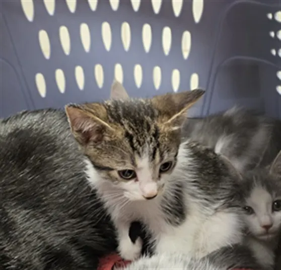 Adoptable Cat