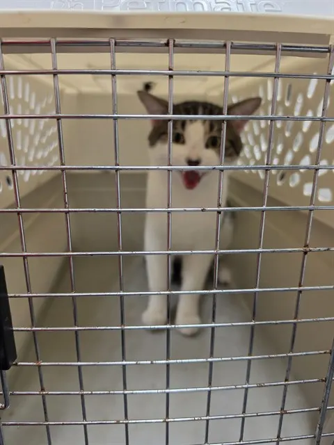 Adoptable Cat
