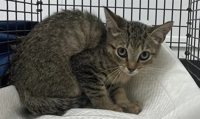 Adoptable Cat