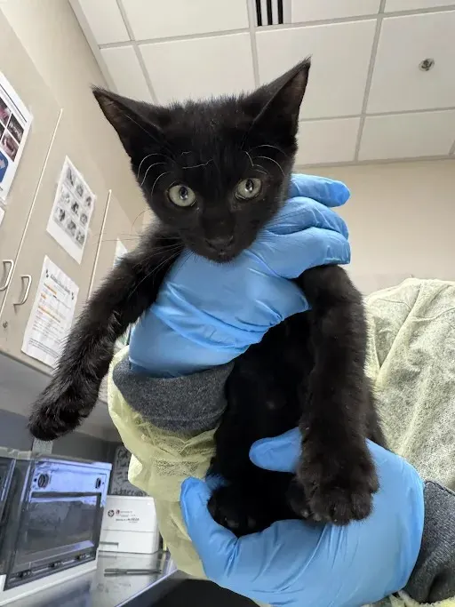 *Gatito