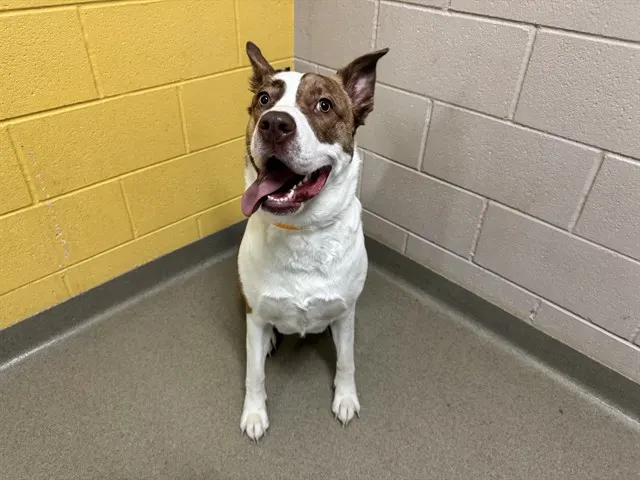 Nala