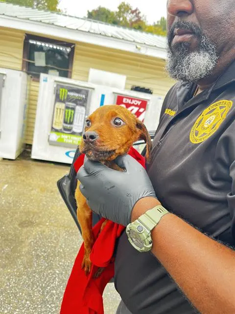 Adoptable Dog