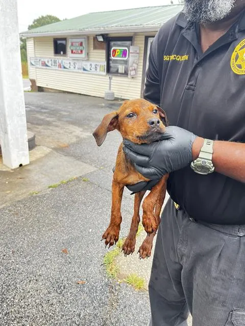 Adoptable Dog