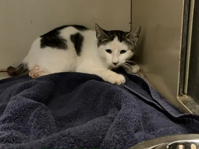 Adoptable Cat