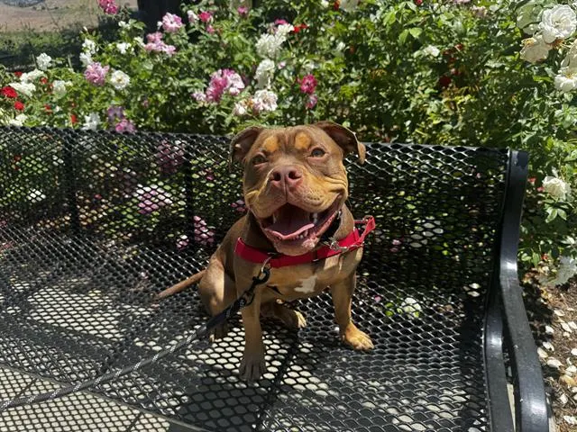 Ruger