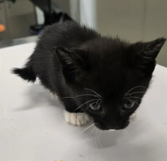 Oreo