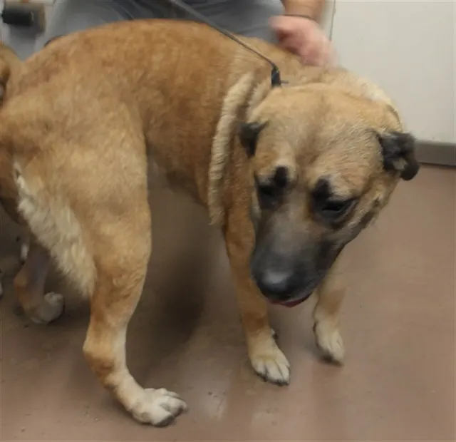 Adoptable Dog