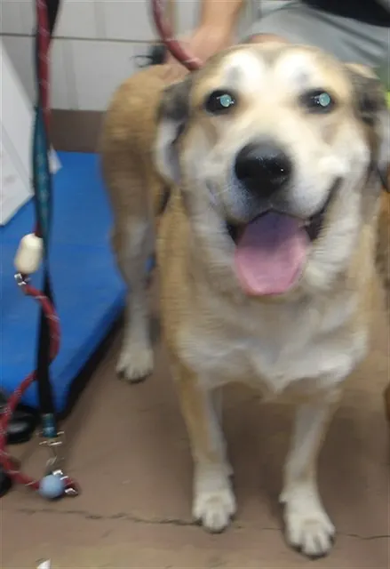 Adoptable Dog