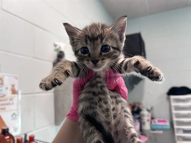 Cosmo