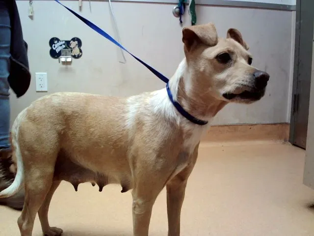 Adoptable Dog