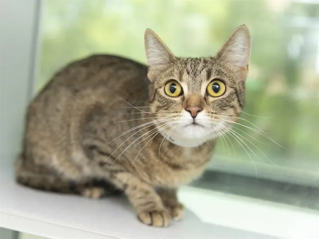 Tilly