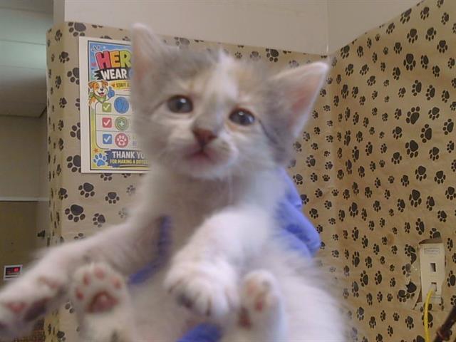 Adoptable Cat