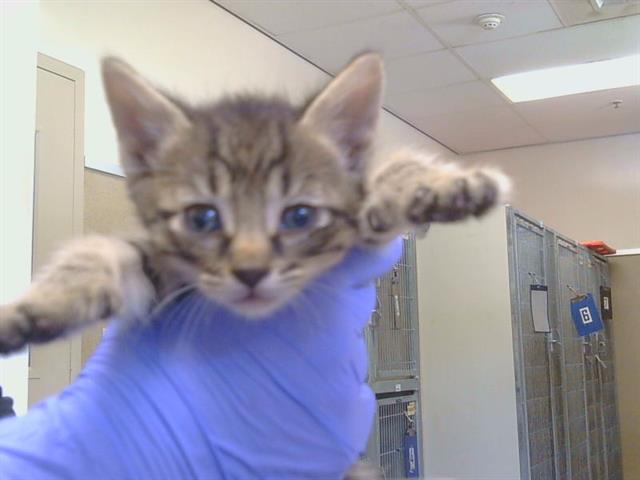 Adoptable Cat