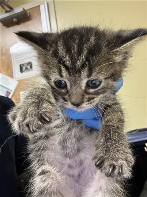 Adoptable Cat