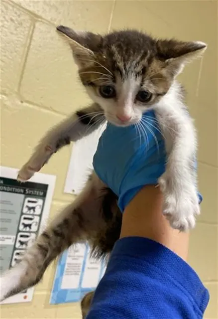 Adoptable Cat