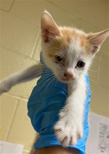 Adoptable Cat