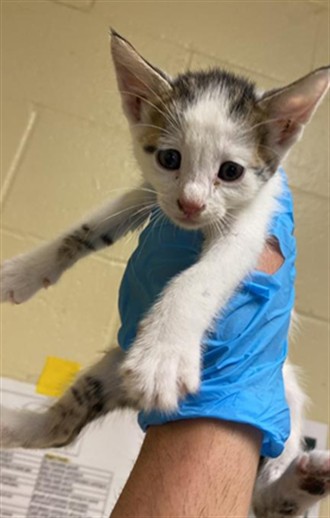 Adoptable Cat