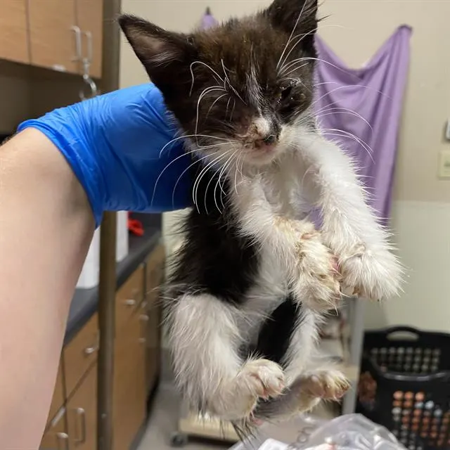 Adoptable Cat