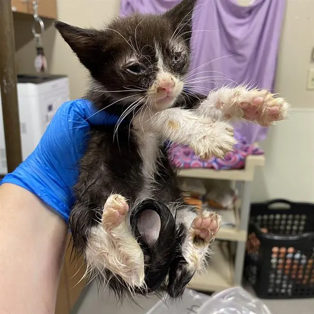 Adoptable Cat