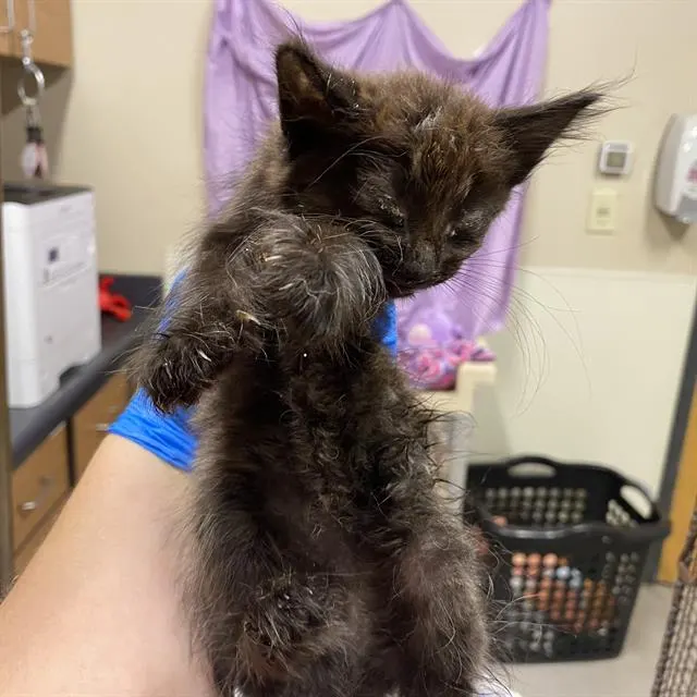 Adoptable Cat