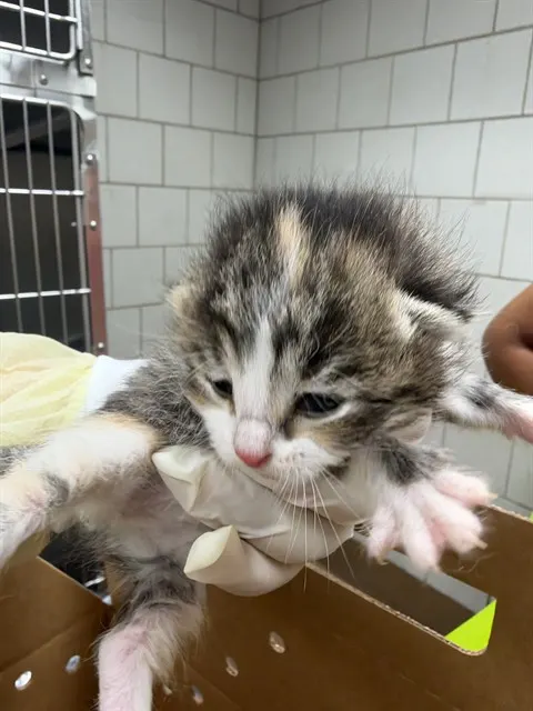 Adoptable Cat
