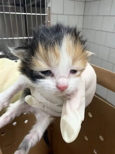 Adoptable Cat