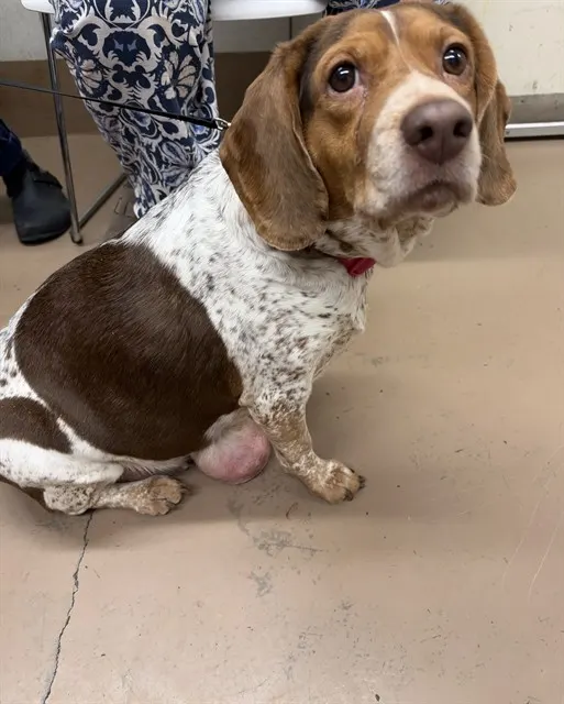 Adoptable Dog