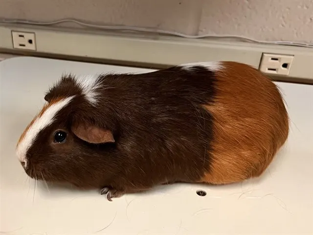 Graham Cracker