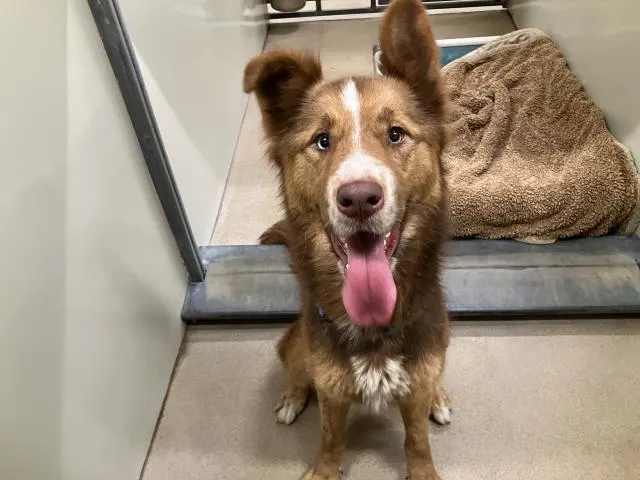 Adoptable Dog