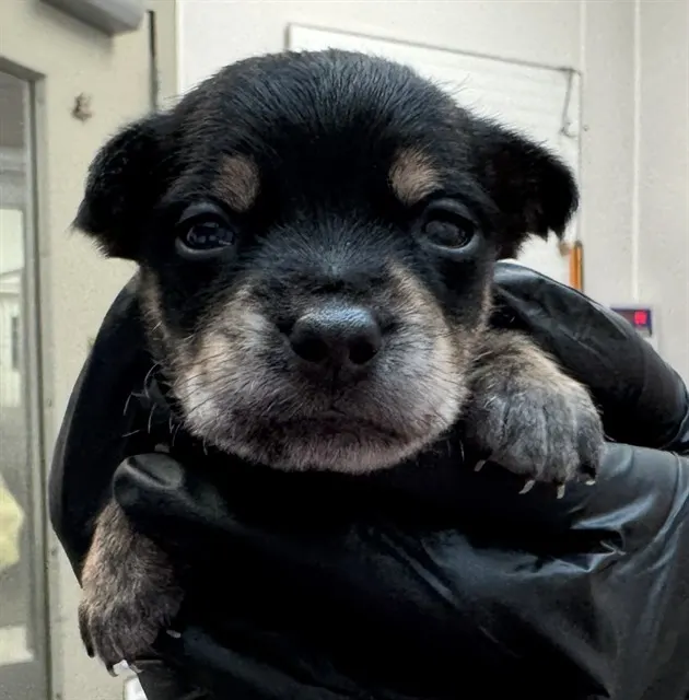 Adoptable Dog