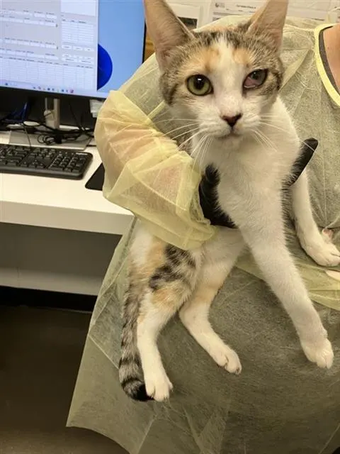 Adoptable Cat
