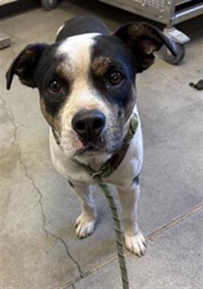 Adoptable Dog