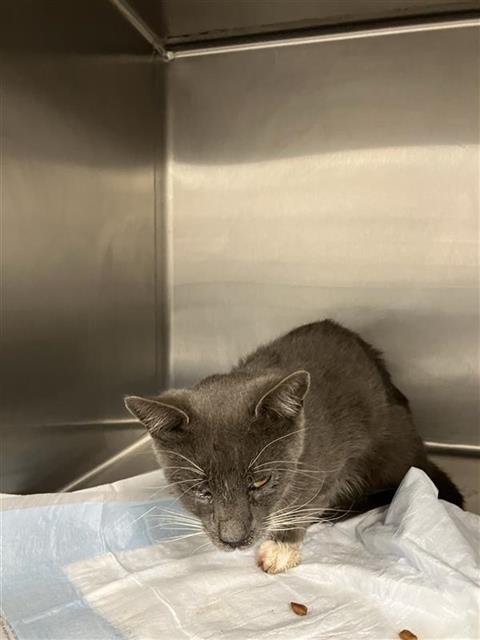 Adoptable Cat