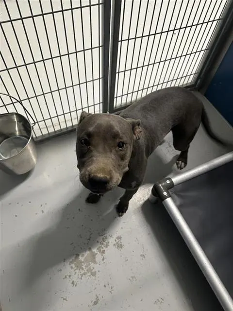Adoptable Dog
