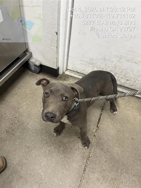 Adoptable Dog
