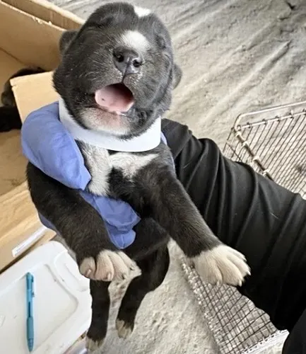 Adoptable Dog