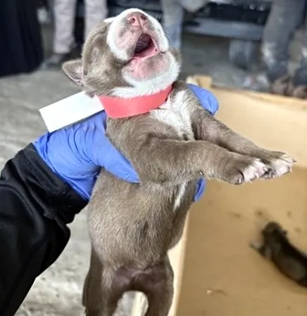 Adoptable Dog