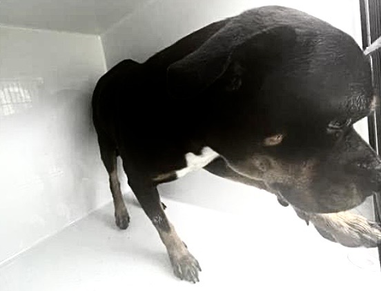 Adoptable Dog