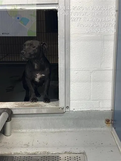 Adoptable Dog