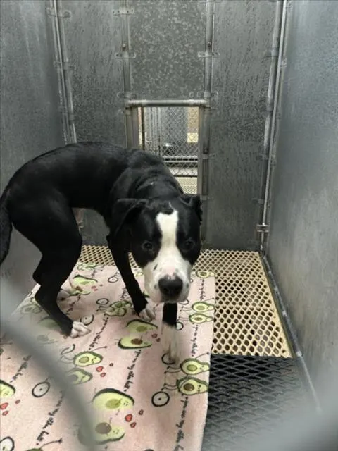 Adoptable Dog