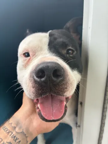 Ozzie