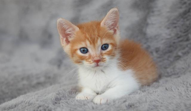 Flynn