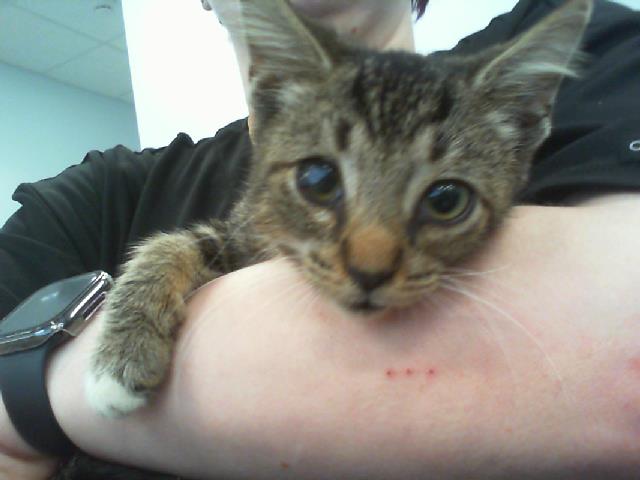 Adoptable Cat