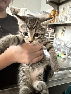 Truffle
