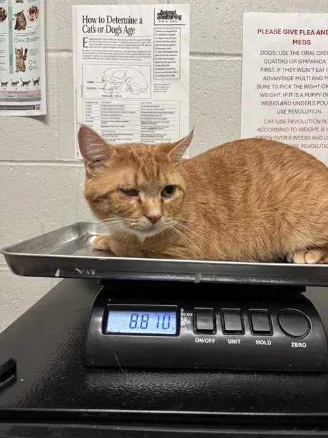 Marmalade
