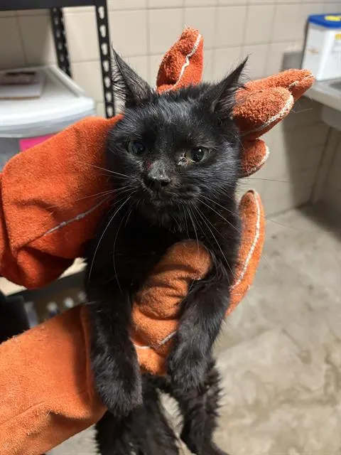 Adoptable Cat