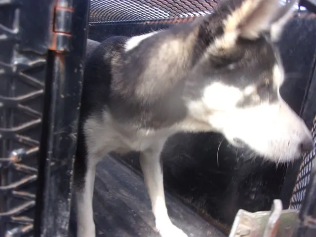 Adoptable Dog