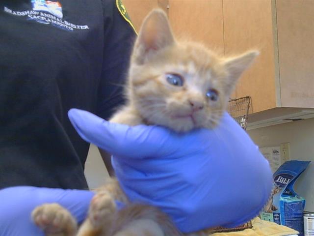 Adoptable Cat